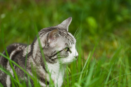 在草丛中的猫