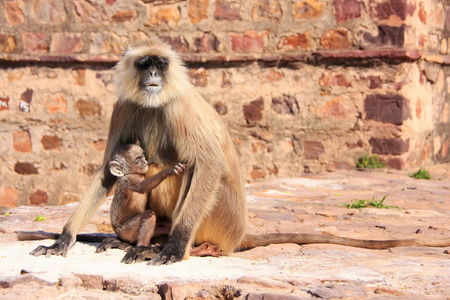 灰叶 semnopithecus dussumieri 抱着一个婴儿坐在 ra