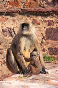 灰叶 semnopithecus dussumieri 抱着一个婴儿坐在 ra