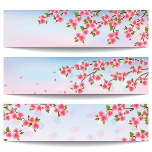 美丽横幅与粉色樱花的樱花树设置