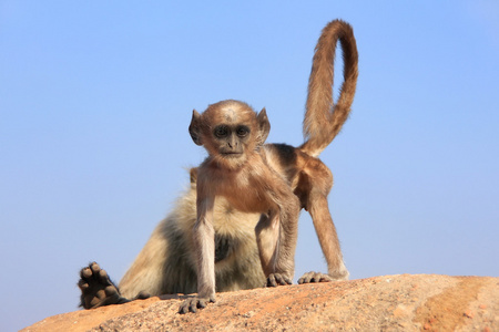 婴儿灰色 langur semnopithecus dussumieri 在 ranthambo 打球