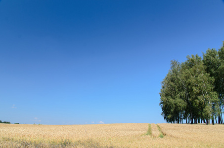 背景夏季现场树打开麦田