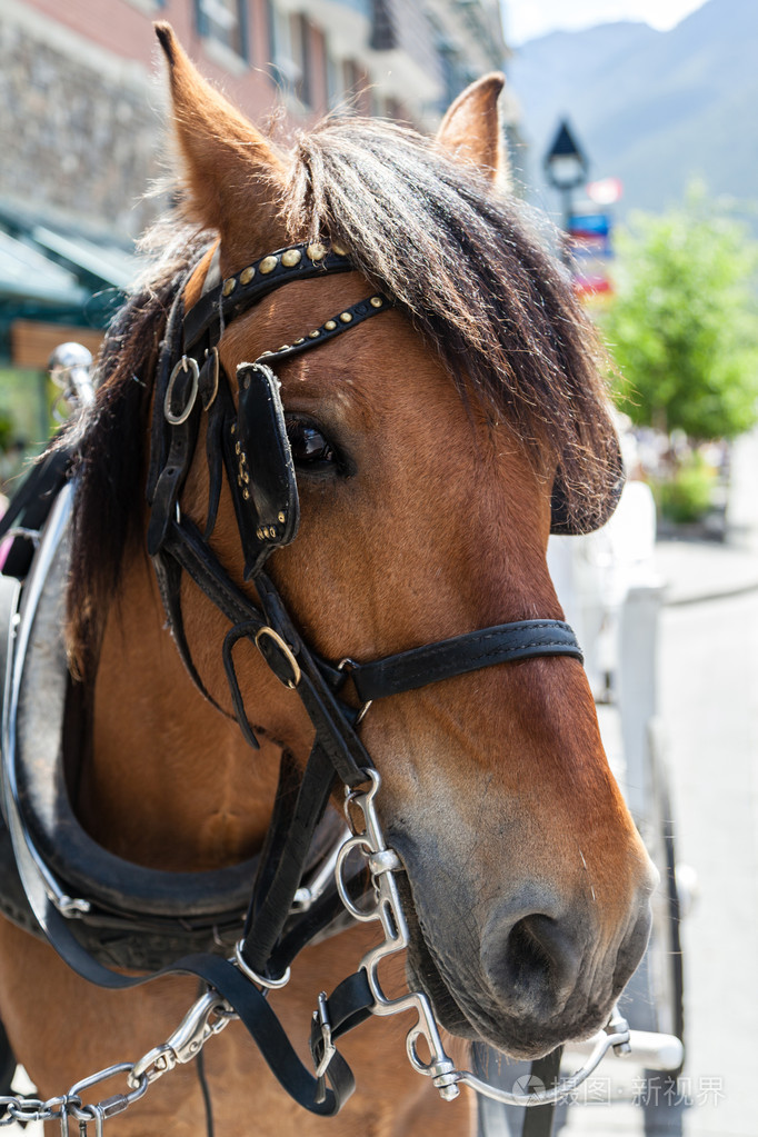 马嚼环放在一个小镇上