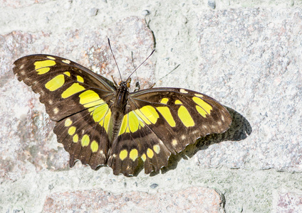 在哥伦比亚斑纹蝴蝶
