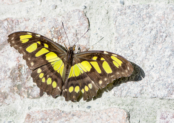 在哥伦比亚斑纹蝴蝶
