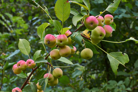 苹果树枝与红润成熟的果实
