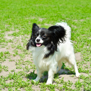 大陆玩具小猎犬