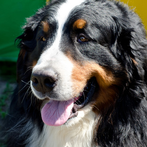 bernese 山狗