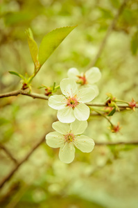 花蕾