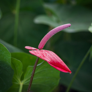 美丽的兰花，在公园里