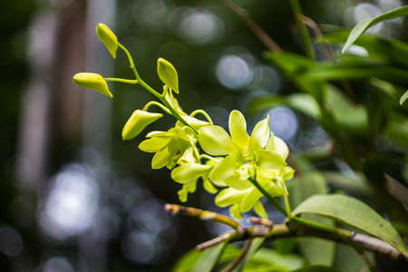 美丽的兰花