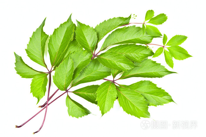 野生山葡萄在白色背景上的叶子