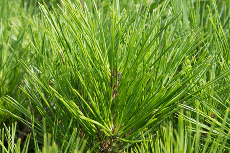 绿色松针图片-绿色松针素材-绿色松针插画-摄图新视界