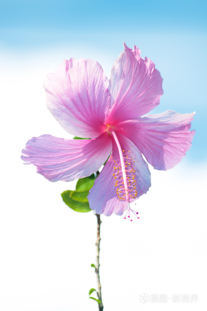粉色芙蓉花