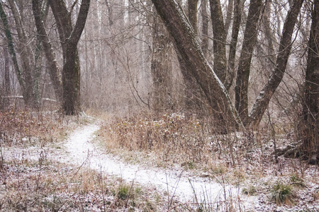 下雪在公园里的景观