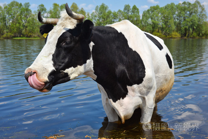 牛就一个饮水的地方