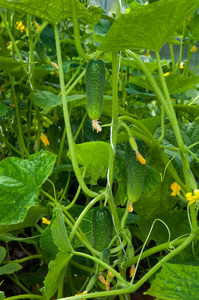 生长在温室中的黄瓜植物