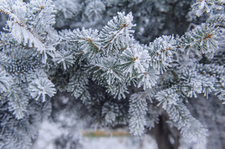 冬天背景。在霜和雪的针叶树