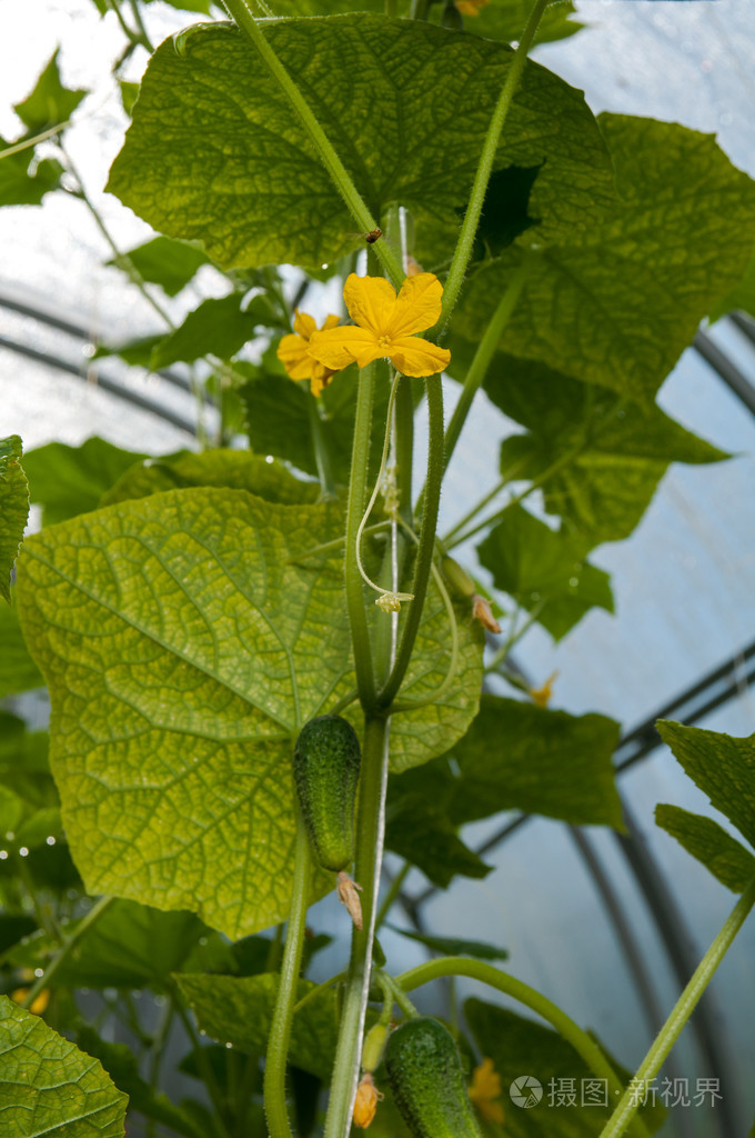 生长在温室中的黄瓜植物