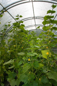 生长在温室中的黄瓜植物