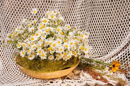 chamomiles 的静物花束