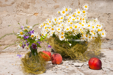 chamomiles 的静物花束