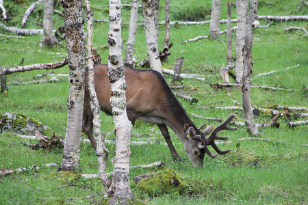 大白尾鹿鹿巴克在树林里