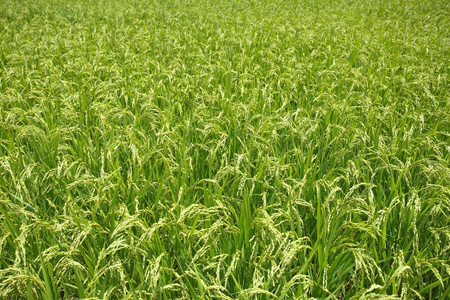 天然绿色稻田