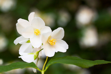 茉莉花在城市花园的花