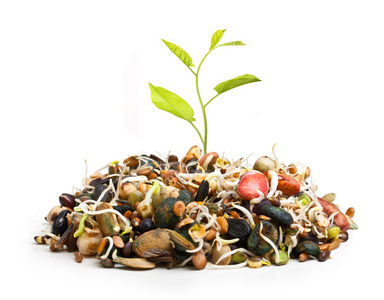 种子桩从桩不同种子种植新植物照片