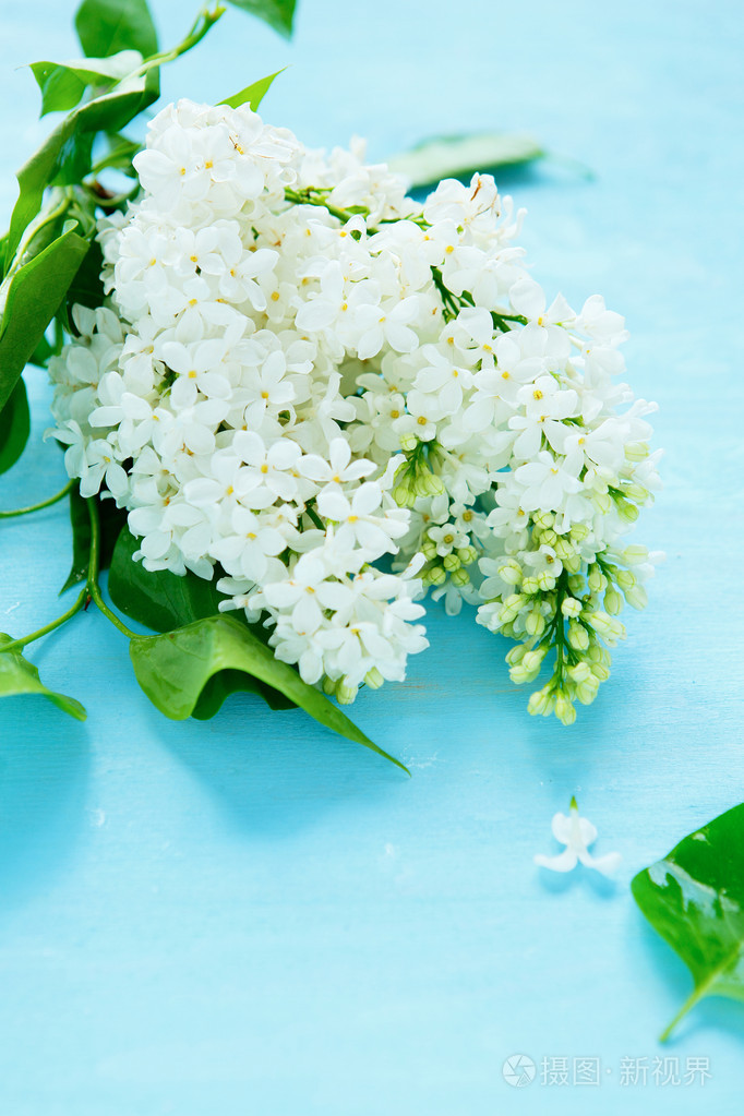 蓝色背景上的丁香花