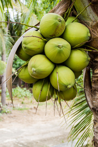 一堆绿椰子果实在树上