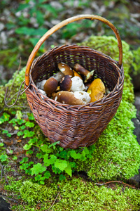 满篮子里的蘑菇