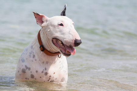 白色的斗牛犬狗