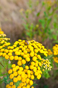 一只蜜蜂花 菊蓟属