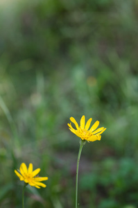 黄花