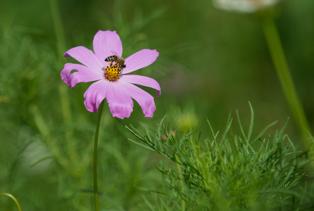 夏季野花与蜜蜂