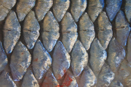 鱼的七秒钟记忆淡水鱼鳞照片