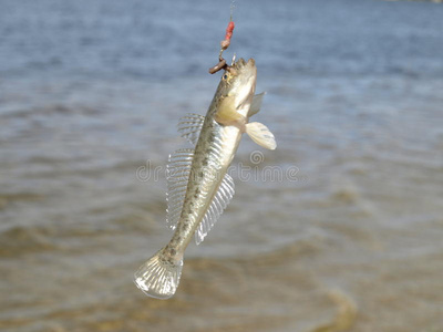 鱼钩上的鱼照片