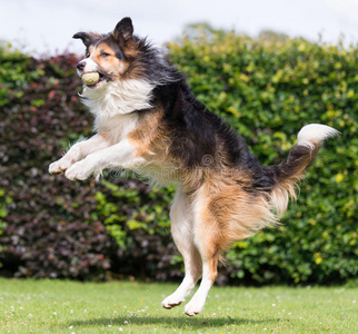 牧羊犬接球