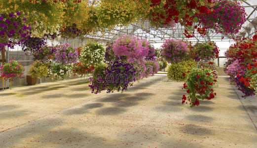 俄勒冈州威拉米特山谷室内花卉展。