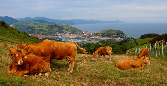 奶牛在农场里吃草,祖马亚照片