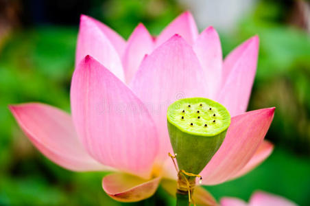 莲子与盛开的荷花照片