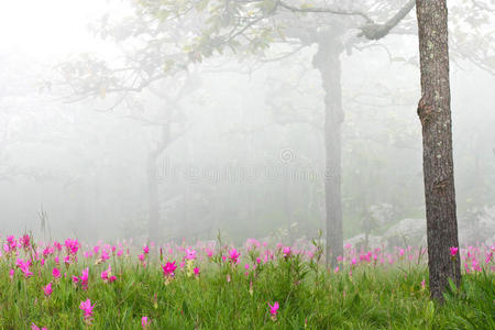 暹罗郁金香花