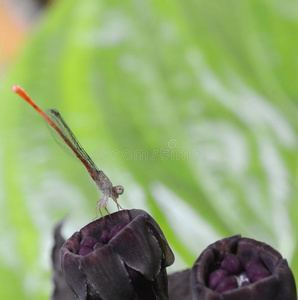 蝙蝠花上的蜻蜓