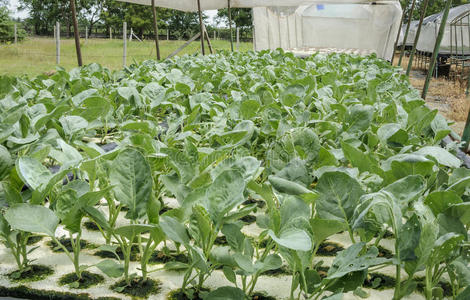 水培蔬菜种植在花园里。