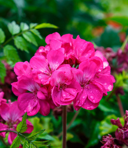 花园里的粉红色花朵