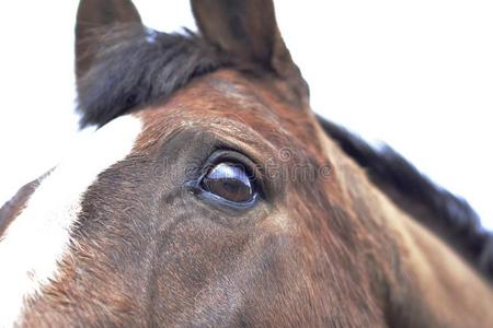 马眼睛图片