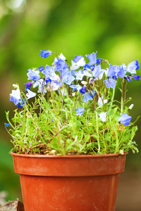 花盆里有蓝色的花