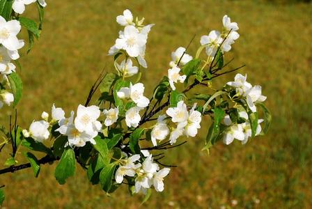 草地上茉莉花的美丽花朵